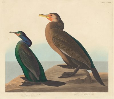 Violett-grüner Kormoran und Townsends Kormoran, 1838 von John James Audubon